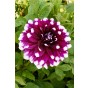 Dahlia Decorative Mystery Day (1 Bulb) by Jamieson Brothers