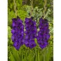 Gladiolus Purple Flora (12 Bulbs) by Jamieson Brothers