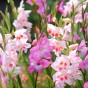 Gladiolus Nanus Mix (Gladiolus Hortulanus) 10x Spring Planting Flower Bulbs