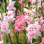 Gladiolus Nanus Mix (Gladiolus Hortulanus) 10x Spring Planting Flower Bulbs
