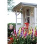 Gladiolus Purple Flora (12 Bulbs) by Jamieson Brothers