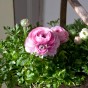 Ranunculus Mixed Bulbs (40 Bulbs) - Flower Bulbs by Jamieson Brothers