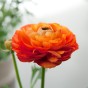 Ranunculus Mixed Bulbs (40 Bulbs) - Flower Bulbs by Jamieson Brothers