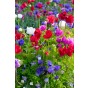Anemone St. Brigid Mix (Anemone Coronaria) 15x Spring Planting Flower Bulbs
