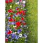 Anemone St. Brigid Mix (Anemone Coronaria) 15x Spring Planting Flower Bulbs