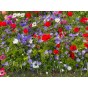 Anemone St. Brigid Mix (Anemone Coronaria) 15x Spring Planting Flower Bulbs