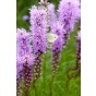 Liatris Spicata (15 Bulbs) and Wildflower 'Butterfly' Mix Seeds Grow your own Bouquet by Jamieson Brothers