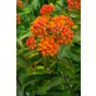 Asclepias Tuberosa (3 Bulbs) by Jamieson Brothers