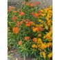 Asclepias Tuberosa (3 Bulbs) by Jamieson Brothers