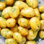 SpudMan Summer Planting Kit – Charlotte (6 Seed Potatoes + 3 Planter Bags) – Perfect for a Winter Yield of Boiling Potatoes