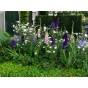 Gladioli Pink & Purple Mix (10 Bulbs) and Wildflower 'Butterfly' Mix Seeds Grow your own Bouquet by Jamieson Brothers