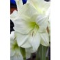  Amaryllis White (1 bulb) - gift box