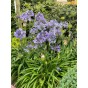 Agapanthus Blue (1 Bulb) by Jamieson Brothers