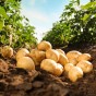 SpudMan Summer Planting Kit – Maris Peer (6 Seed Potatoes + 3 Planter Bags) – Perfect for a Winter Yield of Salad Potatoes