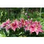 Lily Oriental Stargazer (2 Bulbs) and Wildflower 'Butterfly' Mix Seeds