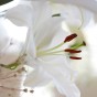 Lilium Asiatic White (Lilium Asiaticum) 2x Spring Planting Flower Bulbs