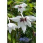 Acidanthera (20 Bulbs) by Jamieson Brothers