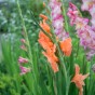 Gladiolus Mix (Gladiolus Hortulanus) 10x Spring Planting Flower Bulbs