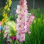 Gladiolus Priscilla (Gladiolus Hortulanus) 10x Spring Planting Flower Bulbs