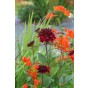 Crocosmia 'Lucifer' (8 bulbs) and Wildflower 'Butterfly' Mix Seeds Grow your own Bouquet by Jamieson Brothers