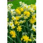 Daffodil (Narcissus) Double Mix 20 Bulbs Ready for Planting Now in UK Autumn Outdoor Gardens