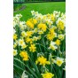 Daffodil (Narcissus) Double Mix 20 Bulbs Ready for Planting Now in UK Autumn Outdoor Gardens