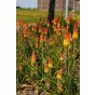 Kniphofia & Asclepias Mixed (2 Bulbs) and Wildflower 'Butterfly' Mix Seeds, Grow your own Bouquet by Jamieson Brothers