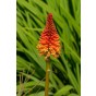 Kniphofia & Asclepias Mixed (2 Bulbs) and Wildflower 'Butterfly' Mix Seeds, Grow your own Bouquet by Jamieson Brothers