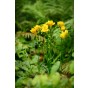Freesia Yellow (15 Bulbs) and Wildflower 'Butterfly' Mix Seeds Grow your own Bouquet by Jamieson Brothers