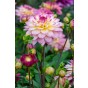Dahlia Decorative Zingaro (1 Bulb) by Jamieson Brothers