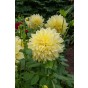 Dahlia Dinnerplate 'Kelvin Floodlight' (1 Bulb) by Jamieson Brothers