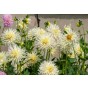 Dahlia Cactus 'My Love' (1 Bulb) by Jamieson Brothers