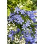 Agapanthus Blue (1 Bulb) by Jamieson Brothers