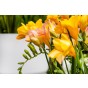 Freesia Yellow (15 Bulbs) and Wildflower 'Butterfly' Mix Seeds Grow your own Bouquet by Jamieson Brothers