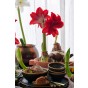 Amaryllis Red Gift Box