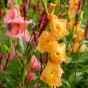 Gladiolus Mix (Gladiolus Hortulanus) 10x Spring Planting Flower Bulbs