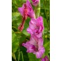 Gladioli Pink & Purple Mix (10 Bulbs) and Wildflower 'Butterfly' Mix Seeds Grow your own Bouquet by Jamieson Brothers