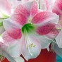 Deluxe Amaryllis Pink (1 bulb) - Gift Box by Jamieson Brothers 