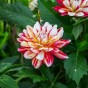 Dahlia Short Track (Dahlia Pinnata) 1x Spring Planting Flower Bulbs