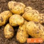The All Season Essential Bundle: Sharpes Express, Maris Peer & Maris Piper Seed Potatoes to Plant Year Round 