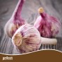 Jamieson Brothers® Autumn Pink Garlic Bulbs - 4pcs