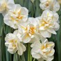 Daffodil Bulb Collection, 40 Bulbs, 5 Varieties, Sir Winston Churchill, Ice Follies, Tahiti, White Lion and Pink Pride - Autumn Planting for Spring Flowering