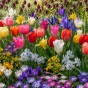 Spring Flower Bulb Collection - 300 Autumn Planting Bulbs - Tulips, Crocus, Alliums, Iris, Anemones & Puschkinia
