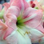 Deluxe Amaryllis Pink (1 bulb) - Gift Box by Jamieson Brothers 