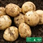 The All Season Essential Bundle: Sharpes Express, Maris Peer & Maris Piper Seed Potatoes to Plant Year Round 
