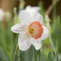 Daffodil Bulb Collection, 40 Bulbs, 5 Varieties, Sir Winston Churchill, Ice Follies, Tahiti, White Lion and Pink Pride - Autumn Planting for Spring Flowering
