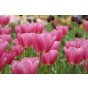Mixed Tulip bulbs Midnight Moments (20 Bulbs) Purple Pink and White Mix Landscape Pack 