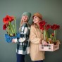 Deluxe Amaryllis Red (1 bulb) - Gift Box by Jamieson Brothers 
