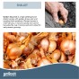 Jamieson Brothers Golden Gourmet Shallot Sets - 32 pack