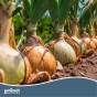 Jamieson Brothers Stuttgarter Giant Onion Sets - 100 pack